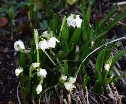 Attēlu rezultāti vaicājumam “Leucojum vernum var. carpathicum”