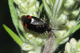 Attēlu rezultāti vaicājumam “Deraeocoris ruber”