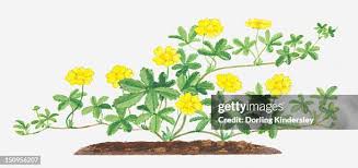 Attēlu rezultāti vaicājumam “Potentilla reptans leaf”