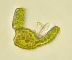 Attēlu rezultāti vaicājumam “Gymnostomum calcareum macro”