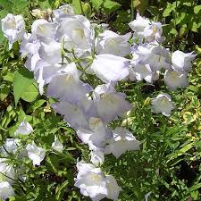 Image result for Campanula persicifolia