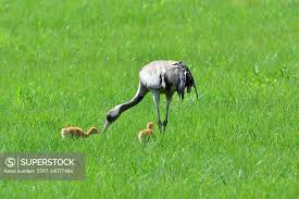 Attēlu rezultāti vaicājumam “Grus grus adult”