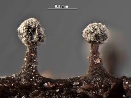 Attēlu rezultāti vaicājumam “Didymium minus”