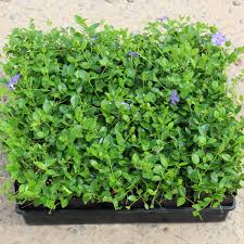 Attēlu rezultāti vaicājumam “Vinca minor”