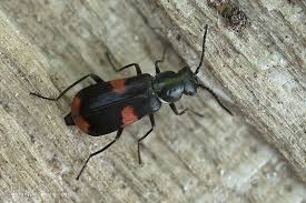 Attēlu rezultāti vaicājumam “Anthocomus fasciatus”