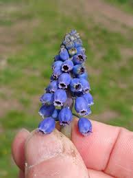 Attēlu rezultāti vaicājumam “Ochropsora ariae spores”