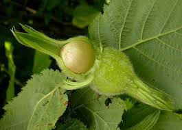 Attēlu rezultāti vaicājumam “Corylus avellana fruit”