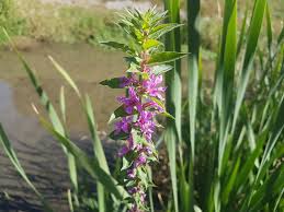 Image result for Blutweiderich