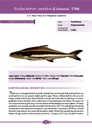 Image result for Rachycentron canadum