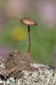 Attēlu rezultāti vaicājumam “Strobilurus esculentus”