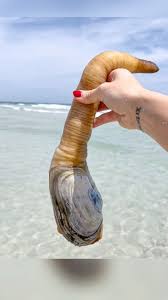 Image result for geoduck