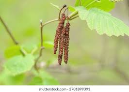 Attēlu rezultāti vaicājumam “Alnus incana female flower”