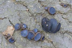 Attēlu rezultāti vaicājumam “Bulgaria inquinans”