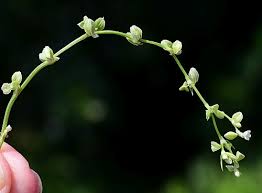 Attēlu rezultāti vaicājumam “Fallopia convolvulus leaf”