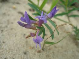 Attēlu rezultāti vaicājumam “Astragalus arenarius”