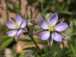 Attēlu rezultāti vaicājumam “Spergularia rubra”