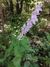 Attēlu rezultāti vaicājumam “Campanula rapunculoides leaf”