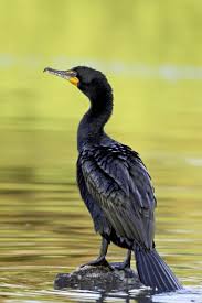 Image result for Phalacrocorax auritus