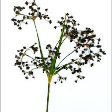 Attēlu rezultāti vaicājumam “Scirpus sylvaticus flower”
