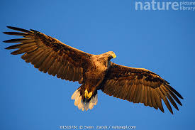 Image result for Haliaeetus albicilla