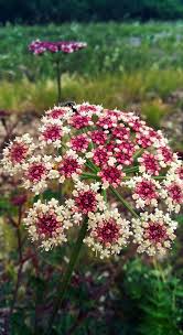 Attēlu rezultāti vaicājumam “Daucus sativus flower”