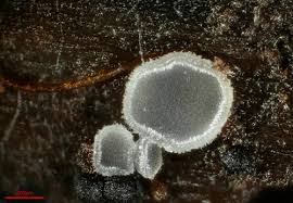 Attēlu rezultāti vaicājumam “Hyaloscypha hyalina”