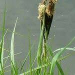Attēlu rezultāti vaicājumam “Carex acutiformis flower”