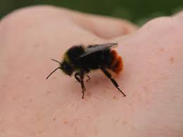 Attēlu rezultāti vaicājumam “Bombus lapidarius”