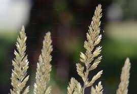 Attēlu rezultāti vaicājumam “Koeleria glauca leaf”