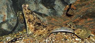 Image result for Microstomus kitt