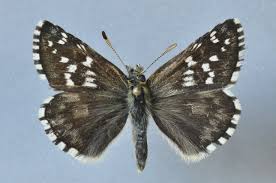 Attēlu rezultāti vaicājumam “Pyrgus alveus upperside”