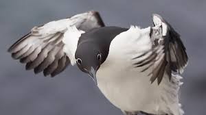 Image result for Uria aalge