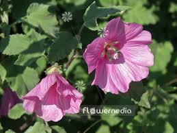 Image result for Lavatera thuringiaca
