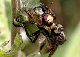 Attēlu rezultāti vaicājumam “Syrphus sp.”