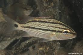 Image result for Haemulon carbonarium