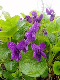 Image result for Viola odorata