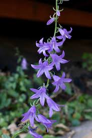 Image result for Campanula rapunculoides