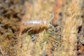 Attēlu rezultāti vaicājumam “Heteromurus nitidus”