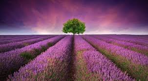 Image result for Lavendel