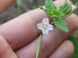 Attēlu rezultāti vaicājumam “Epilobium roseum”