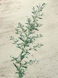 Image result for Aster lanceolatus