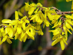 Attēlu rezultāti vaicājumam “Forsythia suspensa flower”