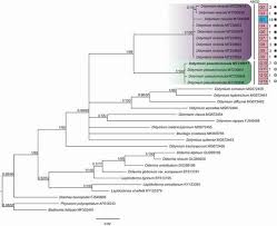 Attēlu rezultāti vaicājumam “Badhamia foliicola sessile”