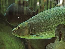 Image result for Goliath Tigerfish