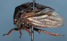 Attēlu rezultāti vaicājumam “Centrotus cornutus”