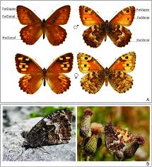 Attēlu rezultāti vaicājumam “Hipparchia semele underside”