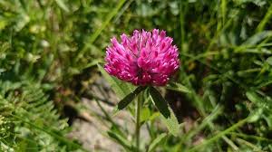 Attēlu rezultāti vaicājumam “Trifolium alpestre”