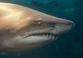 Image result for Carcharias taurus