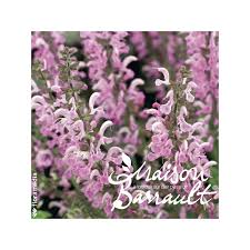 Image result for Salvia pratensis `Rose Rhapsody