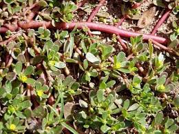 Attēlu rezultāti vaicājumam “Portulaca oleracea”
